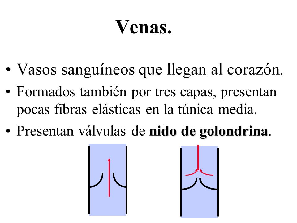 Venas. Vasos sanguíneos que llegan al corazón.