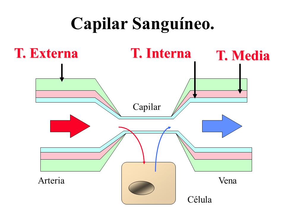 Capilar Sanguíneo. T. Externa T. Interna T. Media Capilar Arteria Vena
