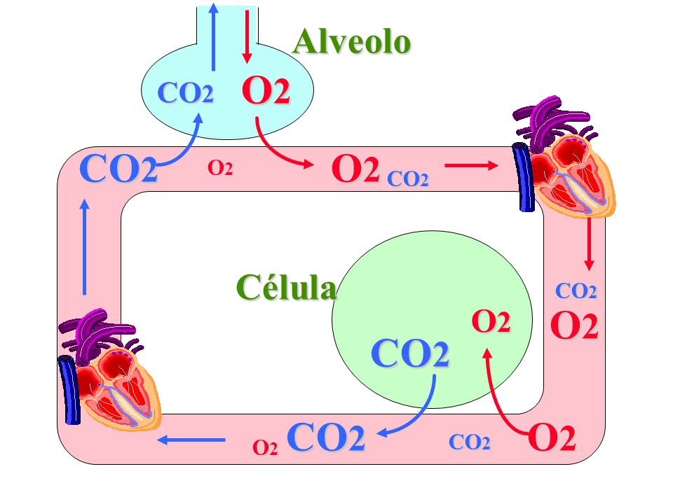Alveolo O2 CO2 CO2 O2 O2 CO2 Célula CO2 O2 O2 CO2 CO2 O2 CO2 O2
