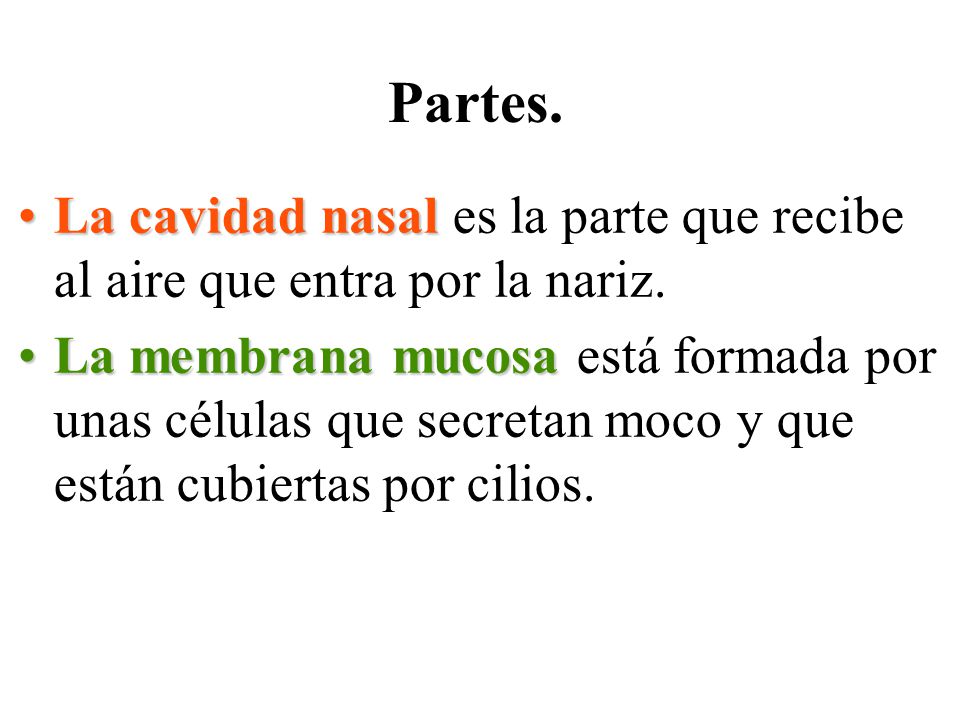 Partes. La cavidad nasal es la parte que recibe al aire que entra por la nariz.