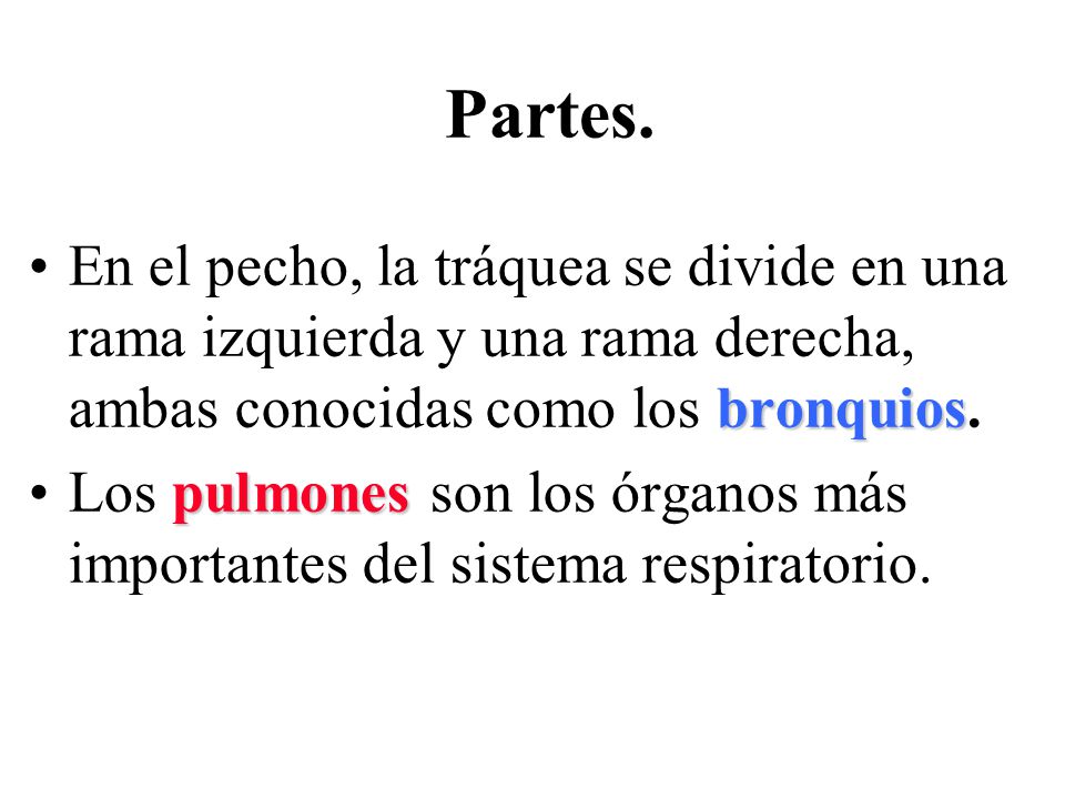 Partes. En el pecho, la tráquea se divide en una rama izquierda y una rama derecha, ambas conocidas como los bronquios.