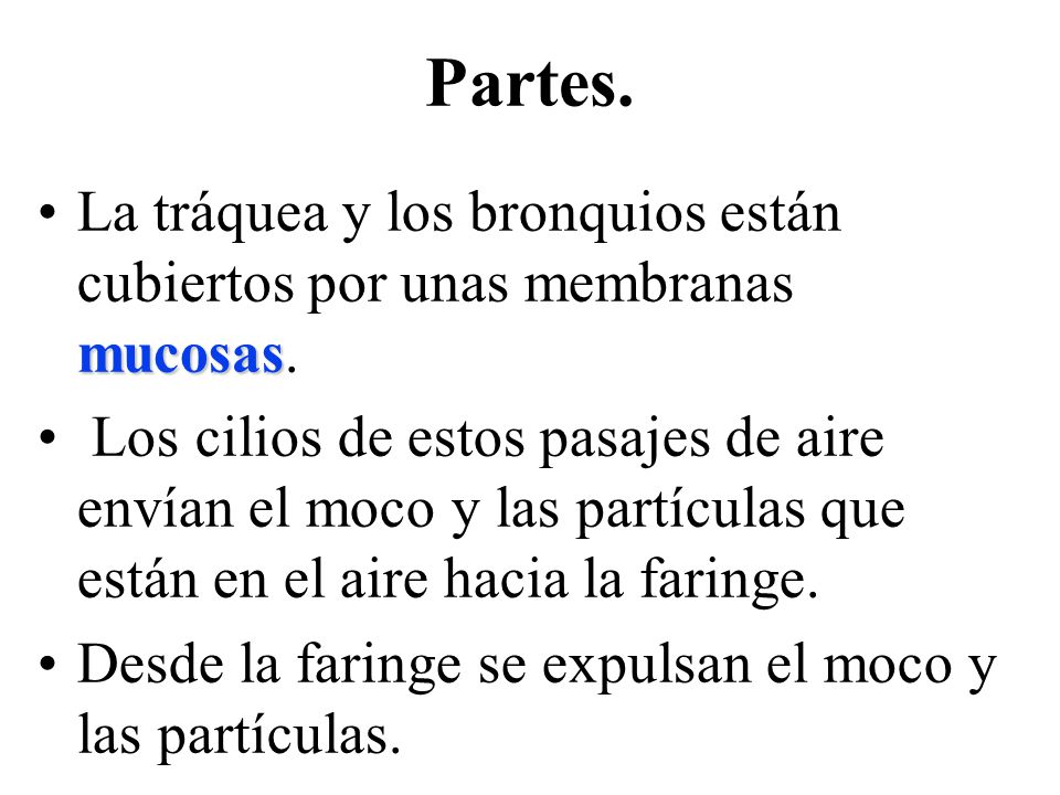 Partes. La tráquea y los bronquios están cubiertos por unas membranas mucosas.