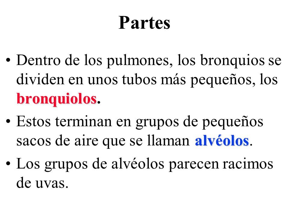 Partes Dentro de los pulmones, los bronquios se dividen en unos tubos más pequeños, los bronquiolos.