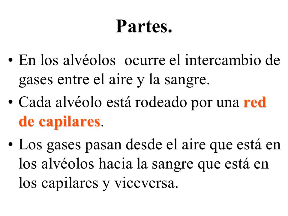Partes. En los alvéolos ocurre el intercambio de gases entre el aire y la sangre. Cada alvéolo está rodeado por una red de capilares.