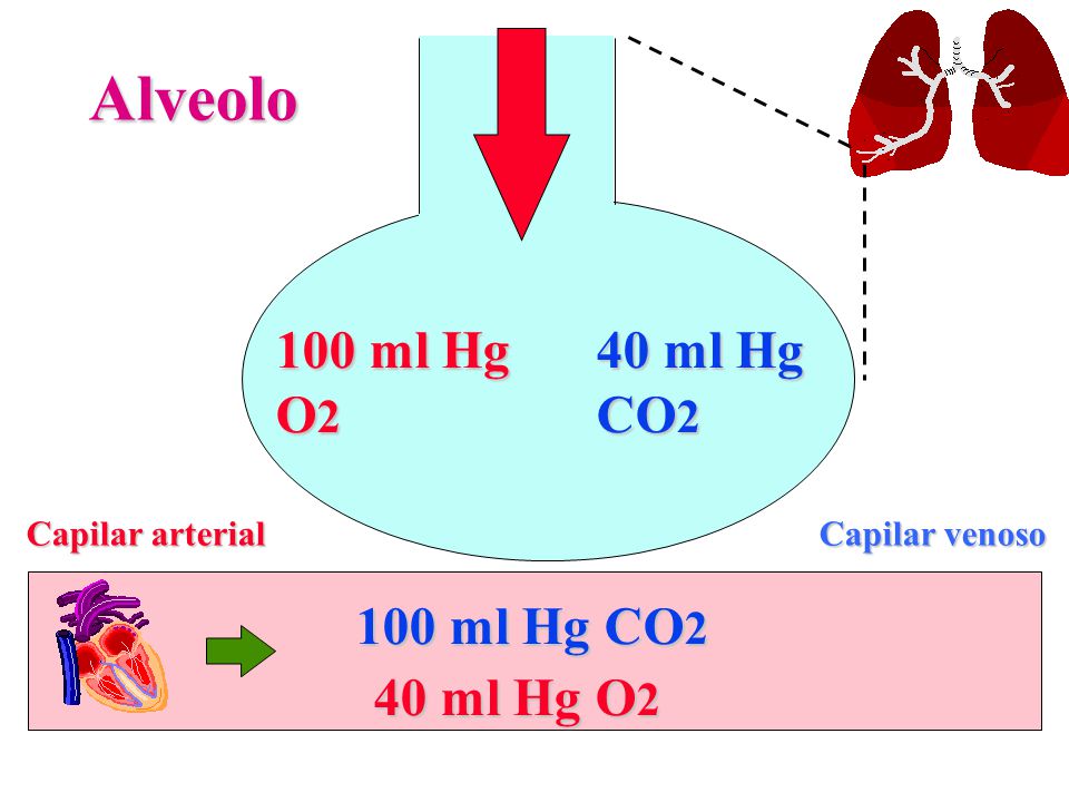 Alveolo 100 ml Hg O2 40 ml Hg CO2 100 ml Hg CO2 40 ml Hg O2