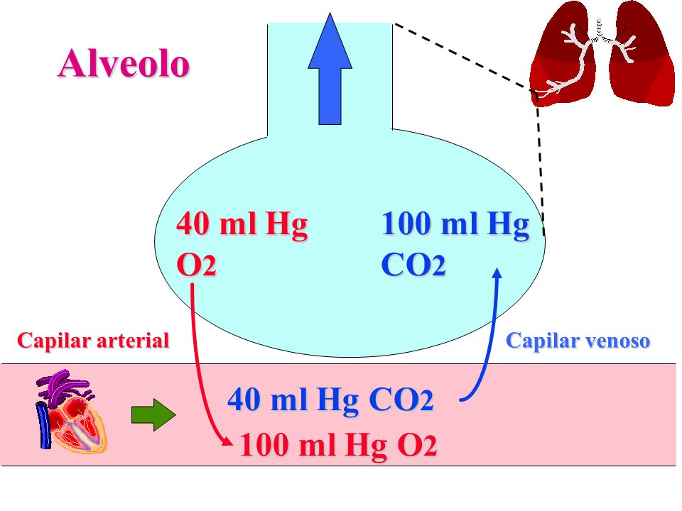 Alveolo 40 ml Hg O2 100 ml Hg CO2 40 ml Hg CO2 100 ml Hg O2