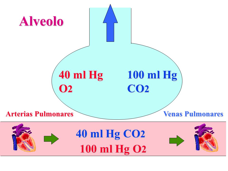 Alveolo 40 ml Hg O2 100 ml Hg CO2 40 ml Hg CO2 100 ml Hg O2