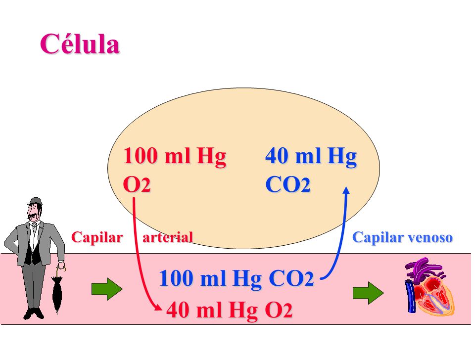 Célula 100 ml Hg O2 40 ml Hg CO2 100 ml Hg CO2 40 ml Hg O2
