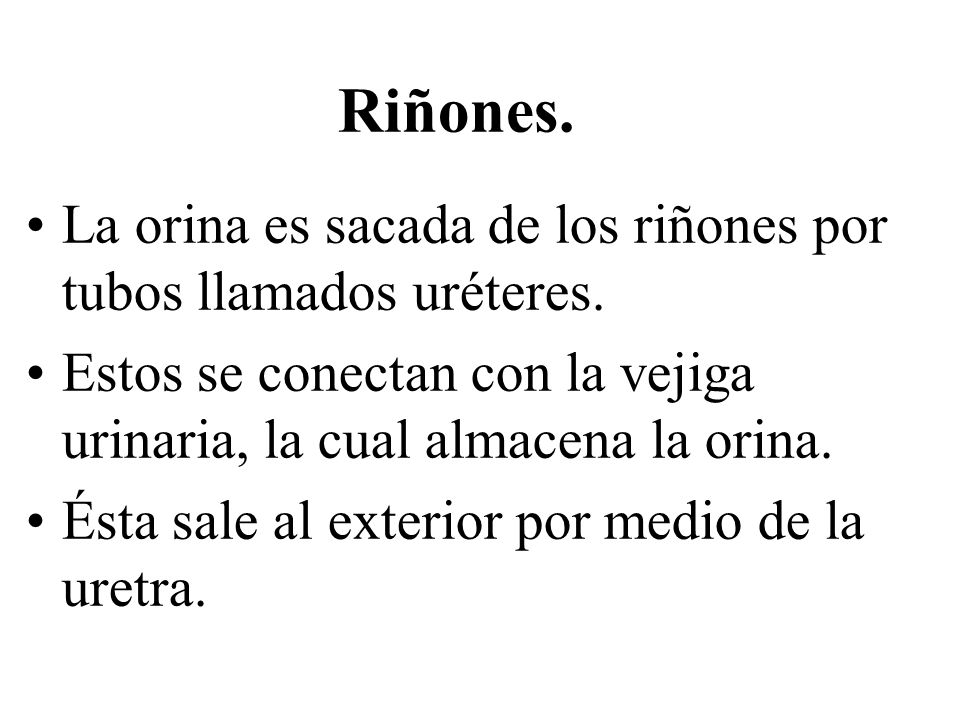 Riñones. La orina es sacada de los riñones por tubos llamados uréteres. Estos se conectan con la vejiga urinaria, la cual almacena la orina.
