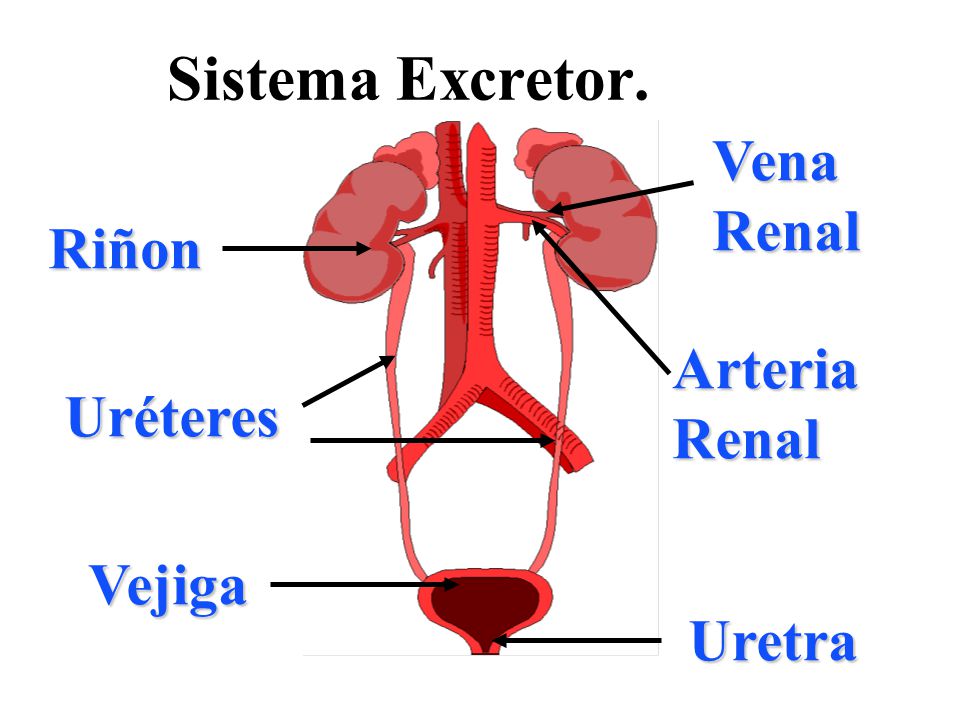 Sistema Excretor. Vena Renal Riñon Arteria Renal Uréteres Vejiga