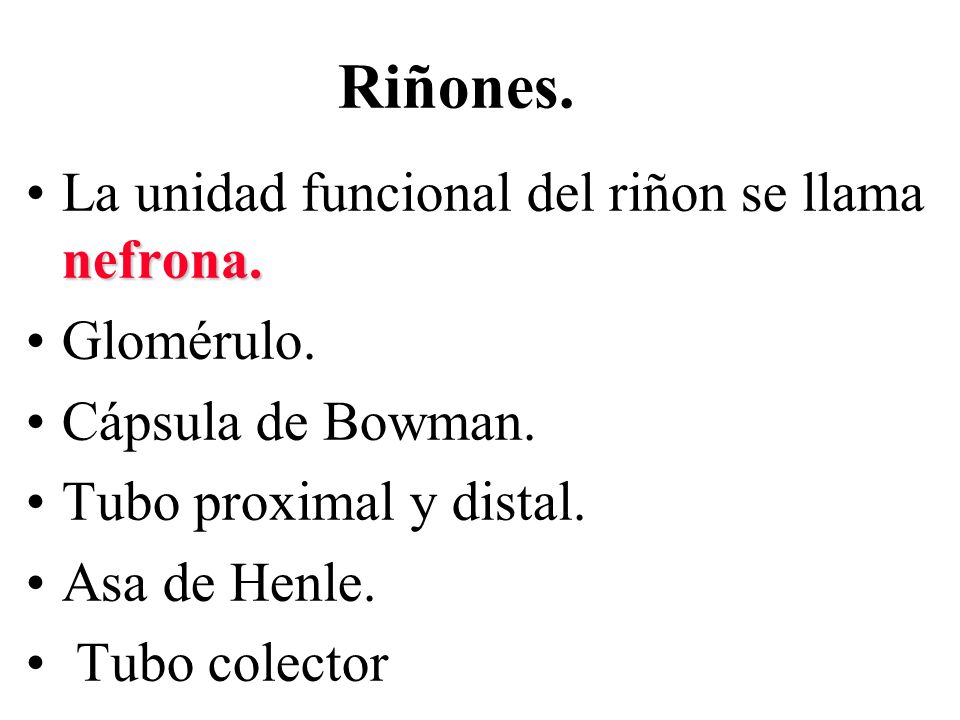 Riñones. La unidad funcional del riñon se llama nefrona. Glomérulo.