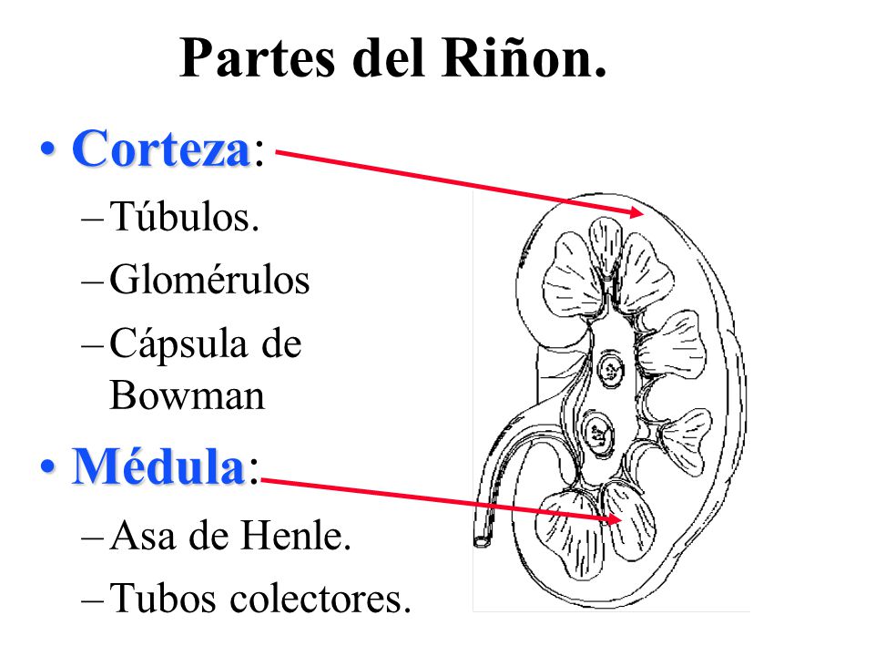 Partes del Riñon. Corteza: Médula: Túbulos. Glomérulos