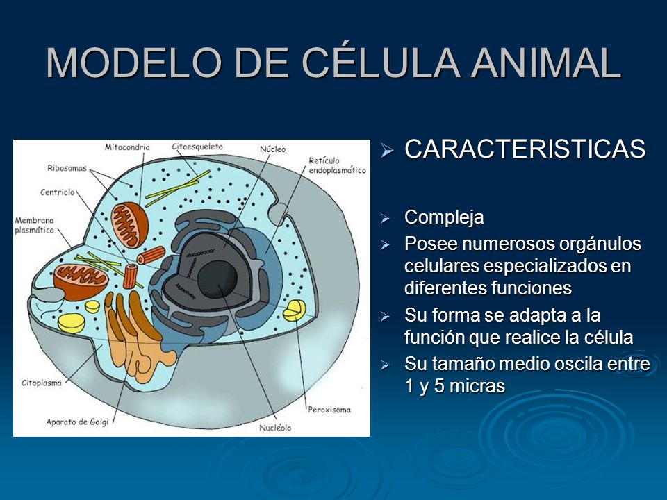 MODELO DE CÉLULA ANIMAL