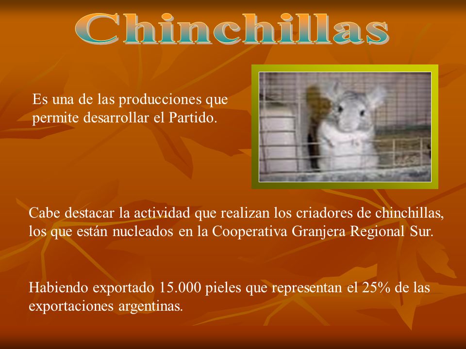 Chinchillas Es una de las producciones que permite desarrollar el Partido.