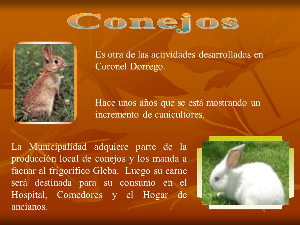 Conejos Es otra de las actividades desarrolladas en Coronel Dorrego.