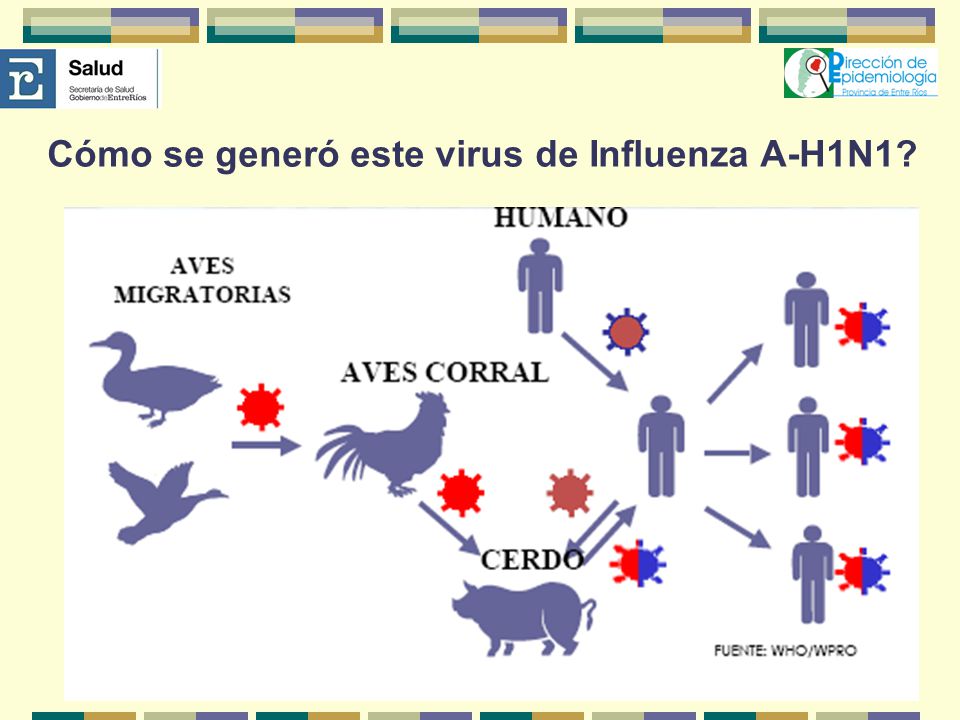 Cómo se generó este virus de Influenza A-H1N1