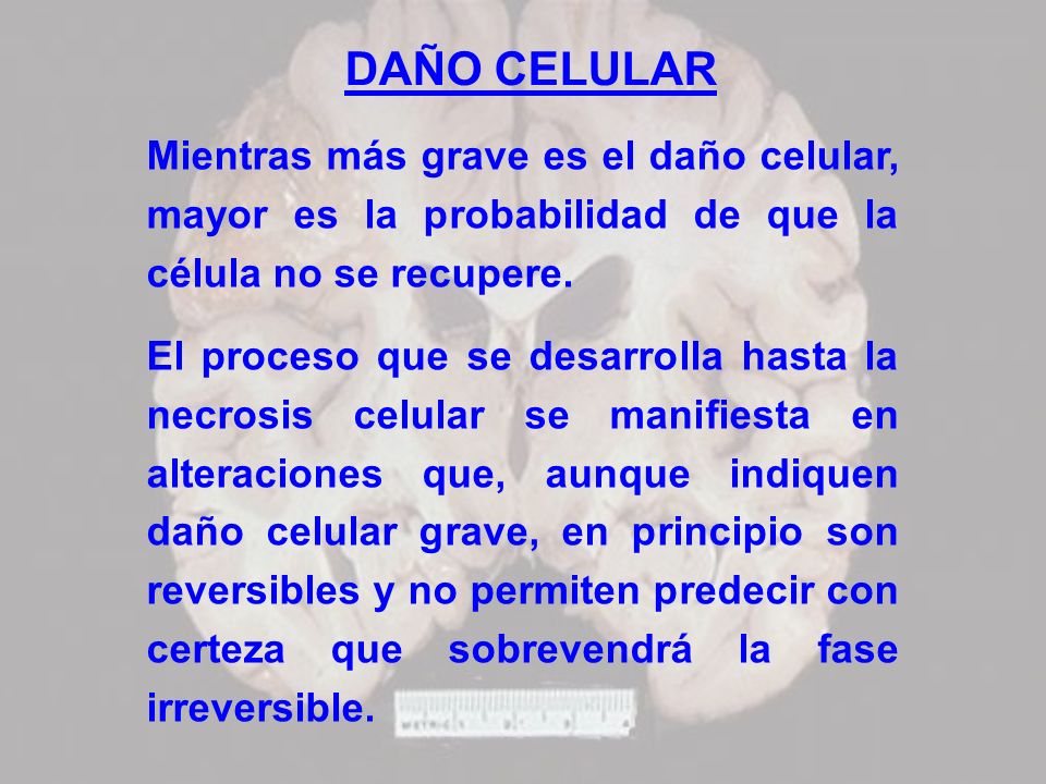 DAÑO CELULAR Mientras más grave es el daño celular, mayor es la probabilidad de que la célula no se recupere.