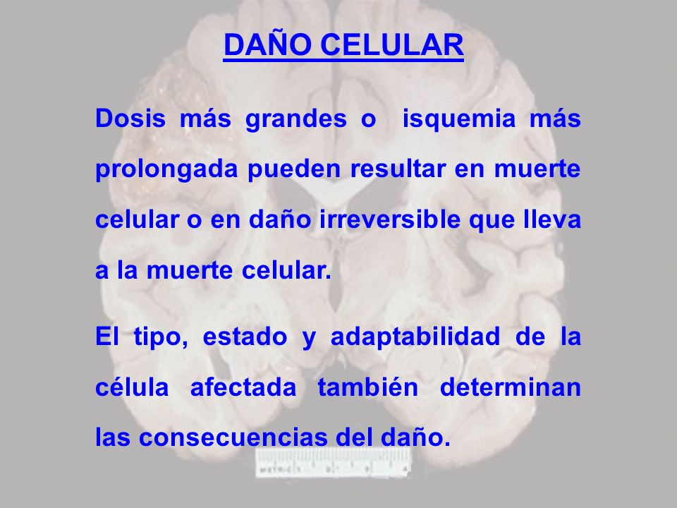 DAÑO CELULAR Dosis más grandes o isquemia más prolongada pueden resultar en muerte celular o en daño irreversible que lleva a la muerte celular.
