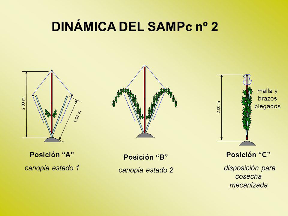 DINÁMICA DEL SAMPc nº 2 ‘ Posición B canopia estado 2 ‘ ‘