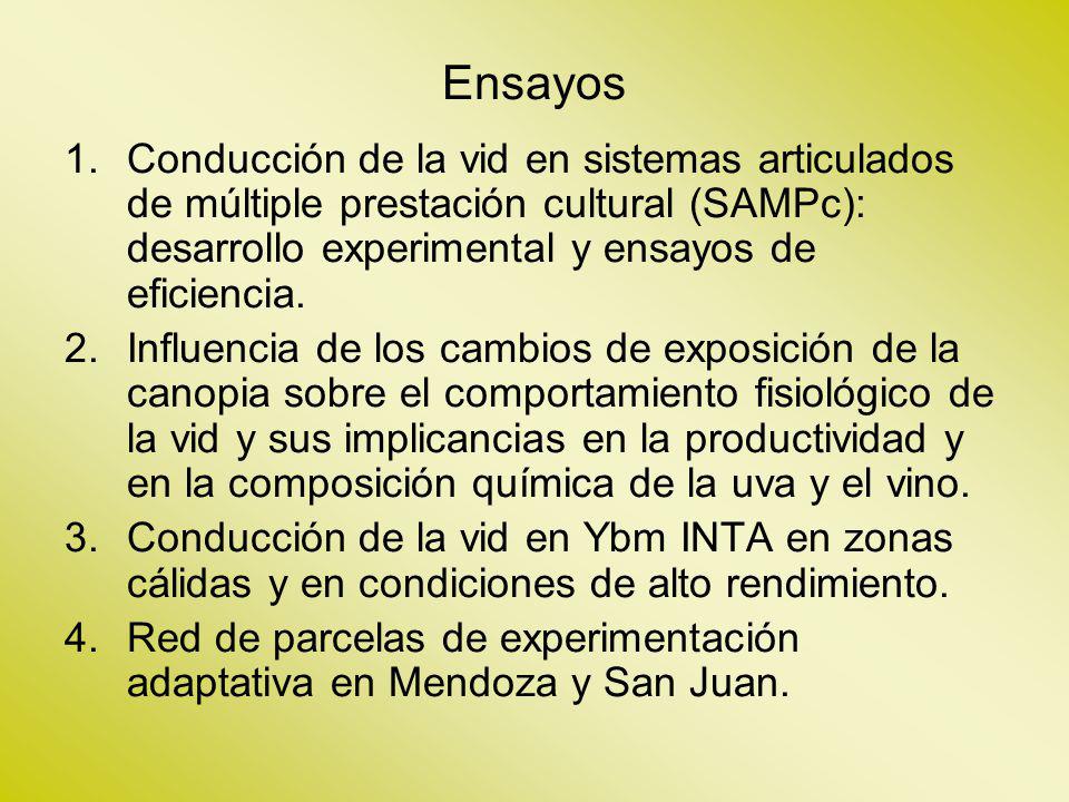 Ensayos Conducción de la vid en sistemas articulados de múltiple prestación cultural (SAMPc): desarrollo experimental y ensayos de eficiencia.