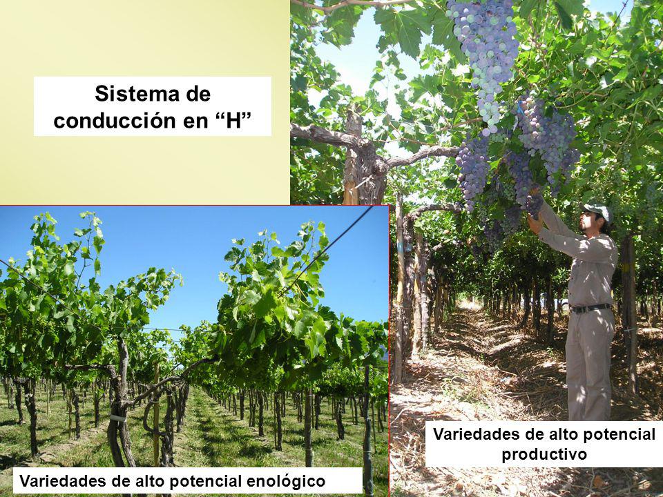 Sistema de conducción en H Variedades de alto potencial productivo