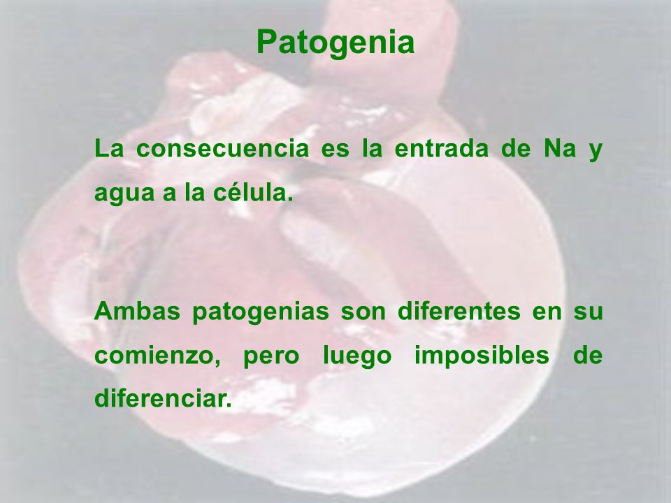 Patogenia La consecuencia es la entrada de Na y agua a la célula.