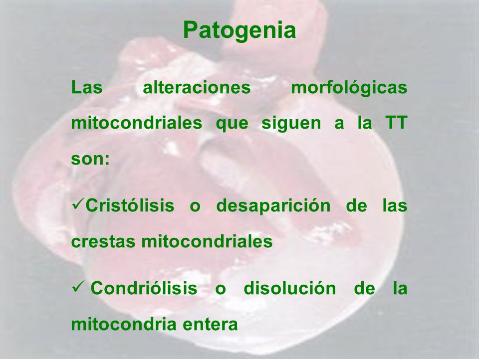 Patogenia Las alteraciones morfológicas mitocondriales que siguen a la TT son: Cristólisis o desaparición de las crestas mitocondriales.