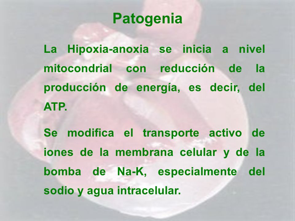 Patogenia La Hipoxia-anoxia se inicia a nivel mitocondrial con reducción de la producción de energía, es decir, del ATP.