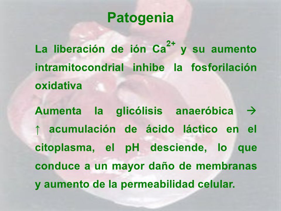 Patogenia La liberación de ión Ca2+ y su aumento intramitocondrial inhibe la fosforilación oxidativa.