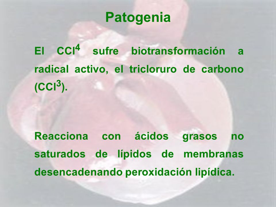 Patogenia El CCl4 sufre biotransformación a radical activo, el tricloruro de carbono (CCl3).