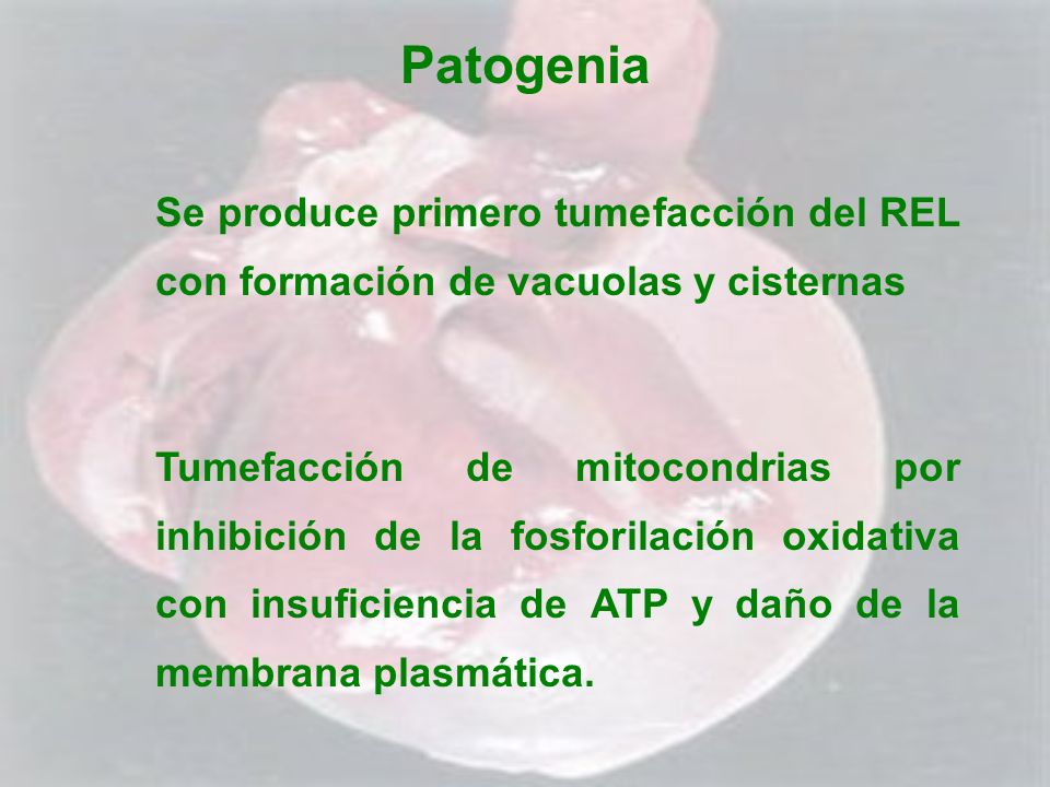 Patogenia Se produce primero tumefacción del REL con formación de vacuolas y cisternas.