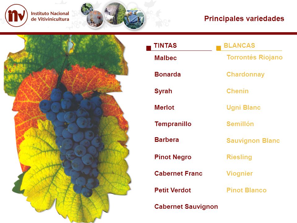 Principales variedades