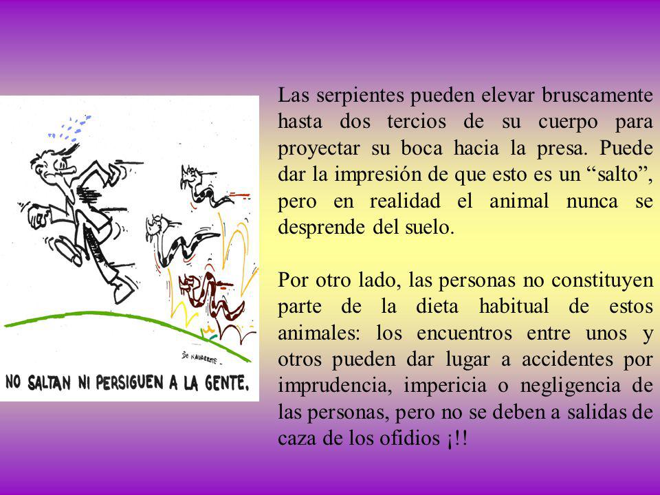Las serpientes pueden elevar bruscamente hasta dos tercios de su cuerpo para proyectar su boca hacia la presa. Puede dar la impresión de que esto es un salto , pero en realidad el animal nunca se desprende del suelo.
