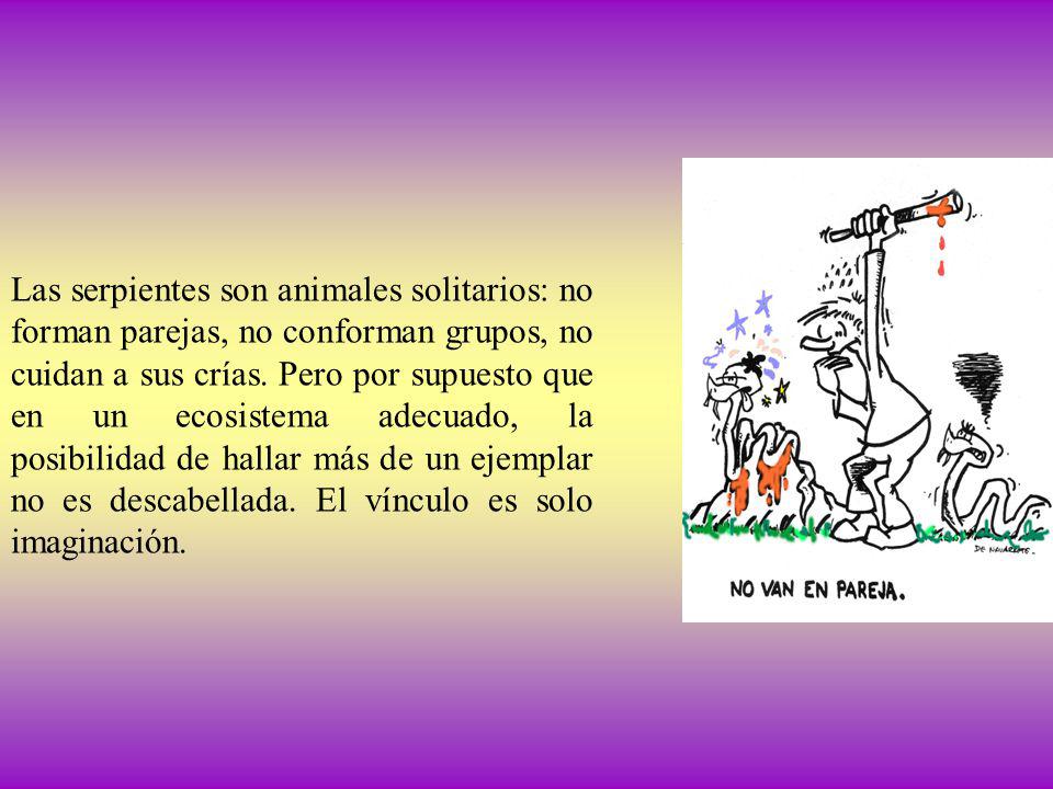 Las serpientes son animales solitarios: no forman parejas, no conforman grupos, no cuidan a sus crías.