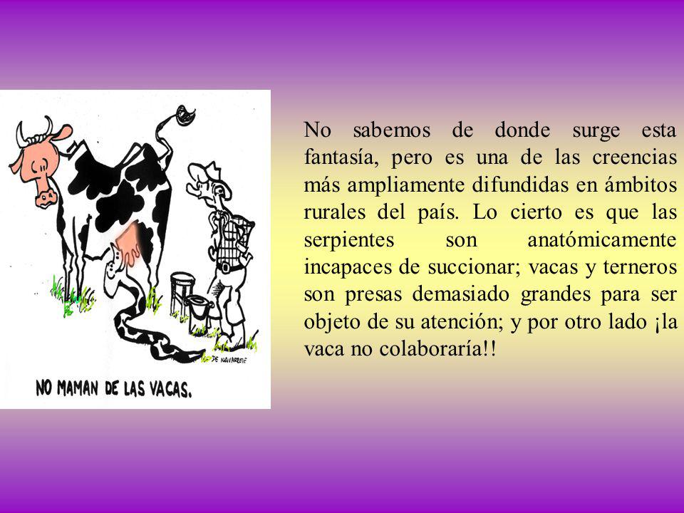 No sabemos de donde surge esta fantasía, pero es una de las creencias más ampliamente difundidas en ámbitos rurales del país.