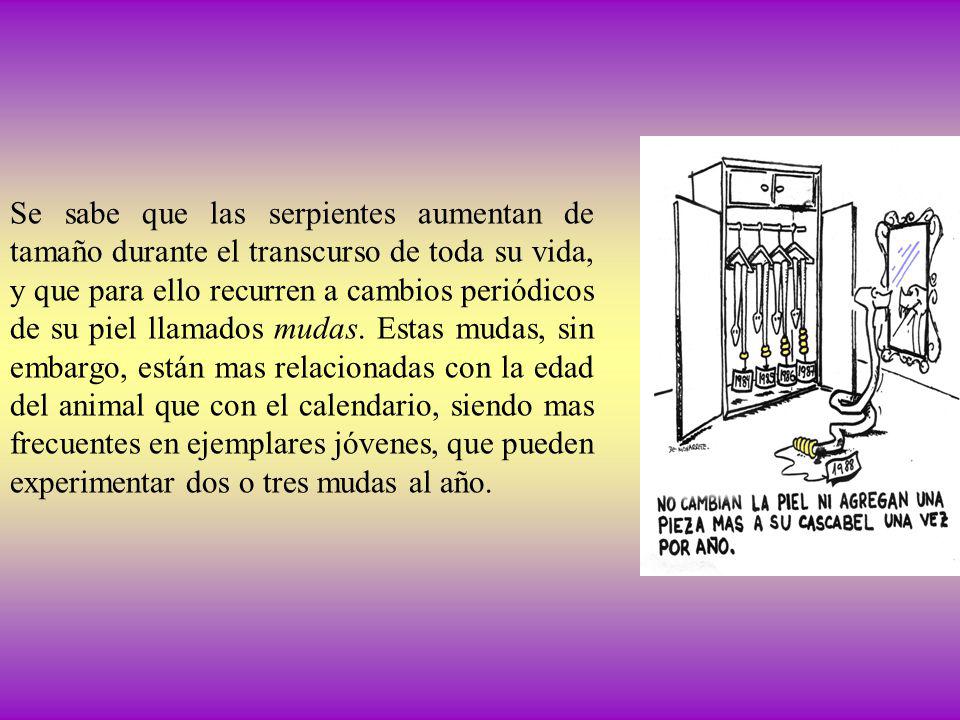 Se sabe que las serpientes aumentan de tamaño durante el transcurso de toda su vida, y que para ello recurren a cambios periódicos de su piel llamados mudas.