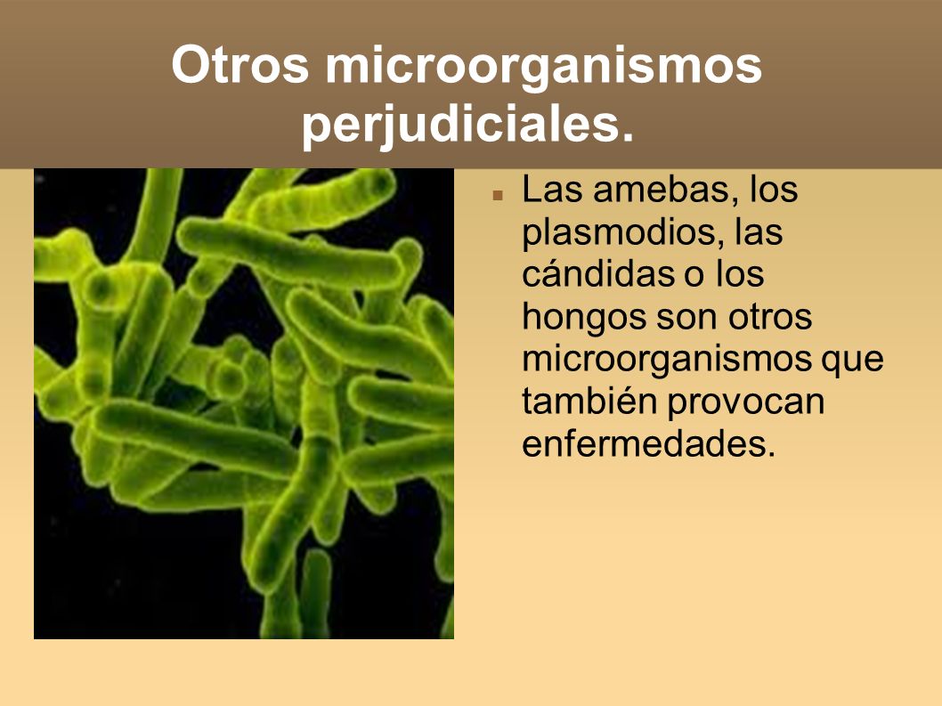Otros microorganismos perjudiciales.