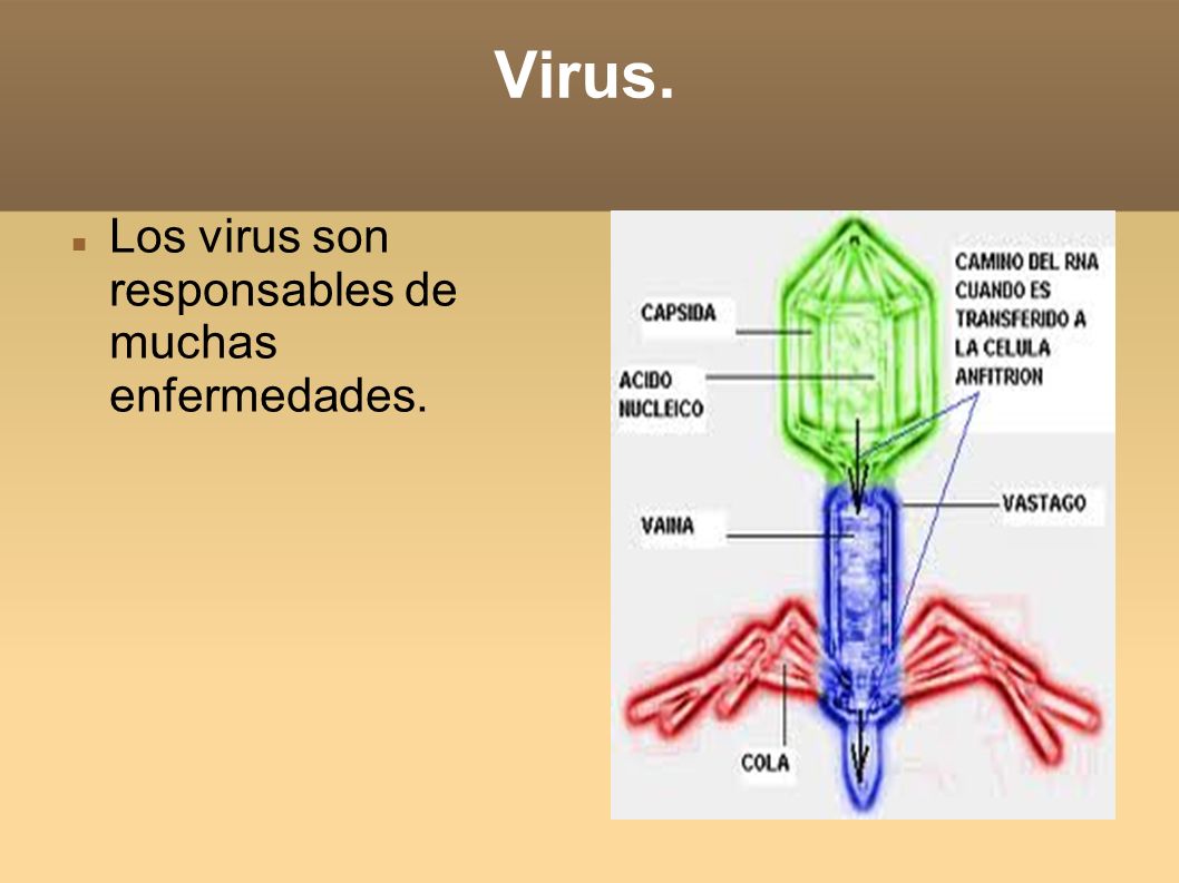 Virus. Los virus son responsables de muchas enfermedades.