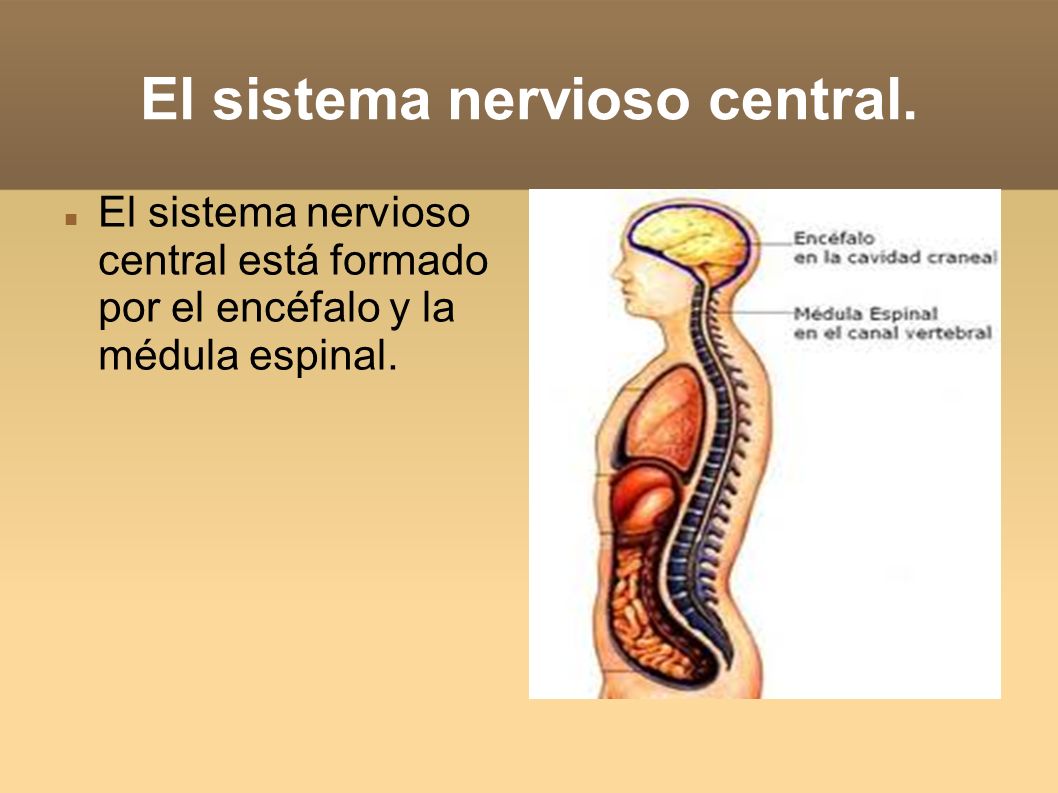 El sistema nervioso central.