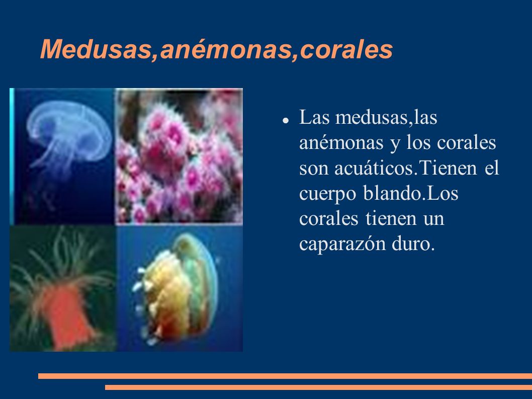 Medusas,anémonas,corales