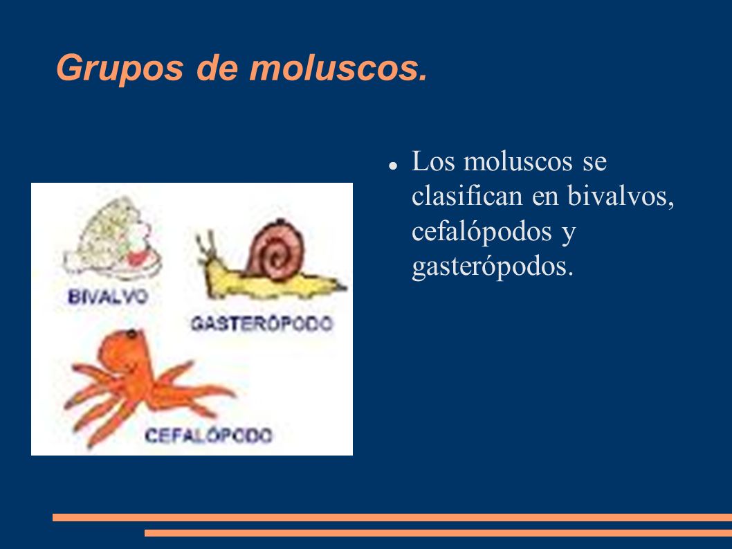 Grupos de moluscos. Los moluscos se clasifican en bivalvos, cefalópodos y gasterópodos.