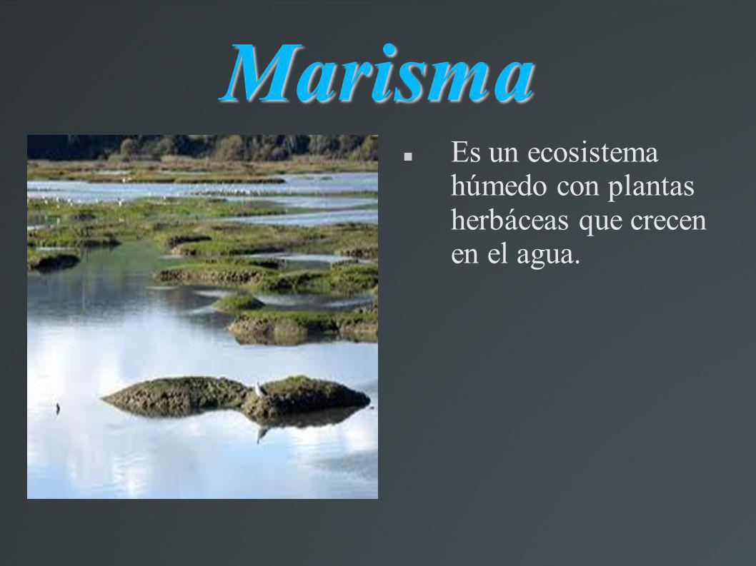 Marisma Es un ecosistema húmedo con plantas herbáceas que crecen en el agua.