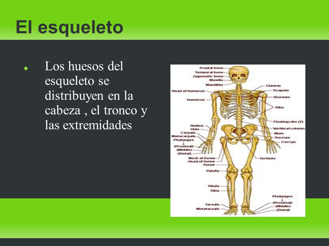 El esqueleto Los huesos del esqueleto se distribuyen en la cabeza , el tronco y las extremidades.