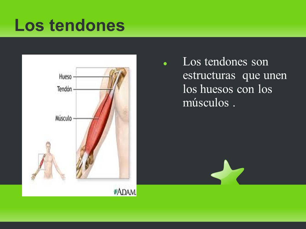 Los tendones Los tendones son estructuras que unen los huesos con los músculos .