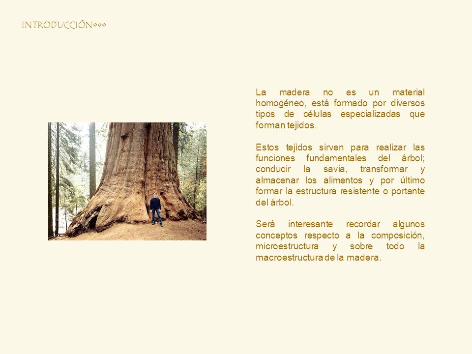 INTRODUCCIÓN••• La madera no es un material homogéneo, está formado por diversos tipos de células especializadas que forman tejidos.