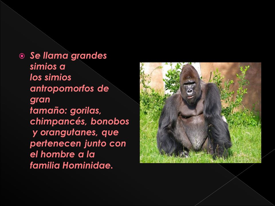 Se llama grandes simios a los simios antropomorfos de gran tamaño: gorilas, chimpancés, bonobos y orangutanes, que pertenecen junto con el hombre a la familia Hominidae.