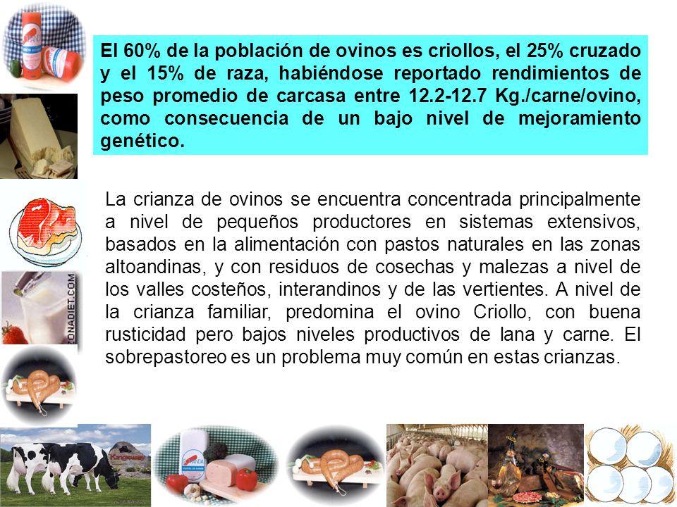 El 60% de la población de ovinos es criollos, el 25% cruzado y el 15% de raza, habiéndose reportado rendimientos de peso promedio de carcasa entre Kg./carne/ovino, como consecuencia de un bajo nivel de mejoramiento genético.