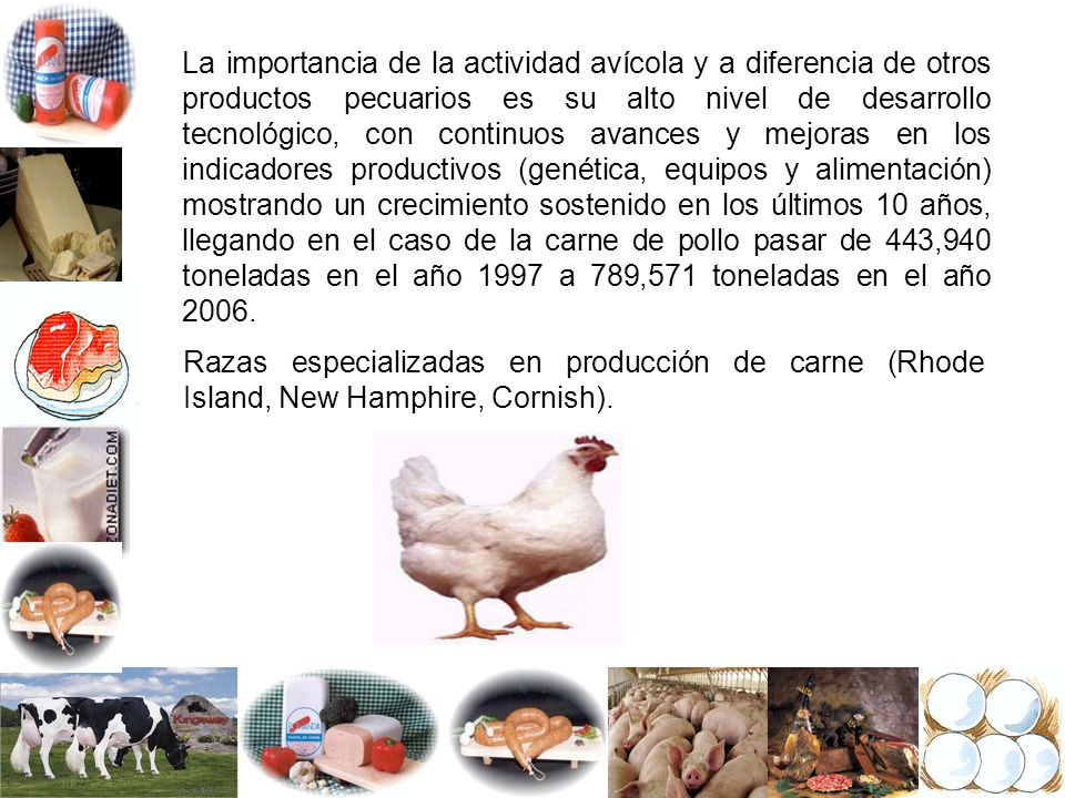 La importancia de la actividad avícola y a diferencia de otros productos pecuarios es su alto nivel de desarrollo tecnológico, con continuos avances y mejoras en los indicadores productivos (genética, equipos y alimentación) mostrando un crecimiento sostenido en los últimos 10 años, llegando en el caso de la carne de pollo pasar de 443,940 toneladas en el año 1997 a 789,571 toneladas en el año 2006.
