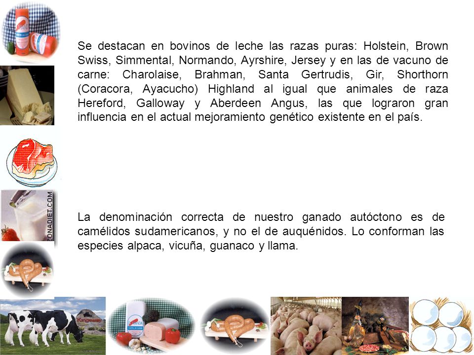 Se destacan en bovinos de leche las razas puras: Holstein, Brown Swiss, Simmental, Normando, Ayrshire, Jersey y en las de vacuno de carne: Charolaise, Brahman, Santa Gertrudis, Gir, Shorthorn (Coracora, Ayacucho) Highland al igual que animales de raza Hereford, Galloway y Aberdeen Angus, las que lograron gran influencia en el actual mejoramiento genético existente en el país.