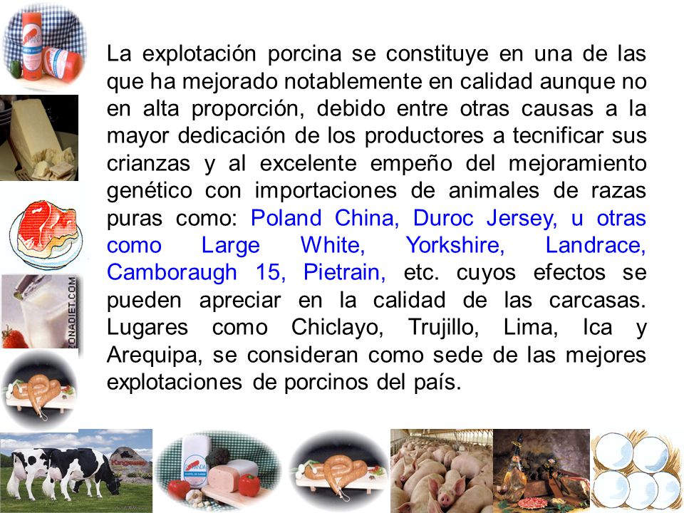 La explotación porcina se constituye en una de las que ha mejorado notablemente en calidad aunque no en alta proporción, debido entre otras causas a la mayor dedicación de los productores a tecnificar sus crianzas y al excelente empeño del mejoramiento genético con importaciones de animales de razas puras como: Poland China, Duroc Jersey, u otras como Large White, Yorkshire, Landrace, Camboraugh 15, Pietrain, etc.